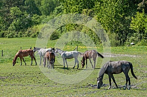 Young Swedish Warmblood horses during spring in Ostergotland