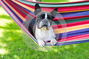 Young sweet boston terrier relaxing