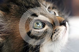 A young sweet pretty Norwegian kitten