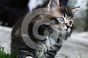 A young sweet pretty Norwegian kitten