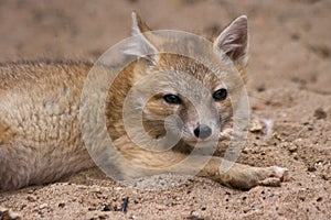 Young swift fox looking