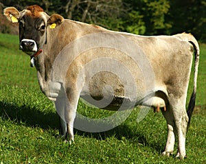 Young Swiss Cow