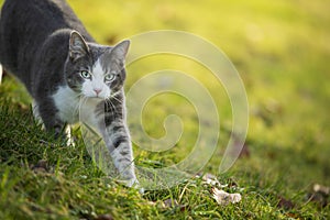 Young tabby cat in autumn nature