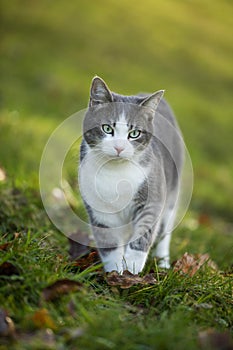 Young tabby cat in autumn nature