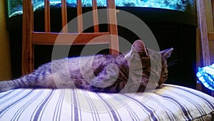 Young tabby cat brown colored napping on chair on Christmas Eve