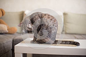 Young tabby cat cleans itself while sitting on a table against the background of the sofa