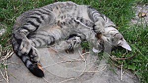 Young tabby cat with cute paw at nose sleeps curled up