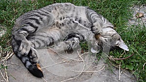 Young tabby cat with cute paw at nose sleeps curled up