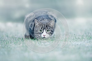 Young Tabby Cat on Frost