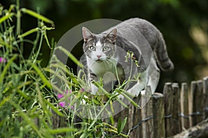 Young tabby cat on a garden fence