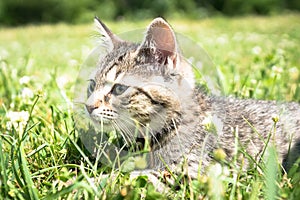 Young Tabby Cat in Grass