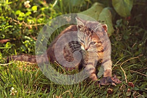 Young tabby cat after hunting - with caught mouse