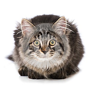 Young tabby cat lying on white background