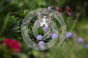 Young tabby cat exploring the garden