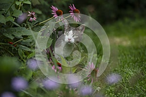 Young tabby cat exploring the garden