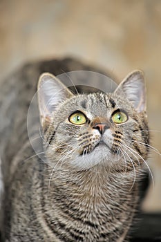 Young tabby cat portrait