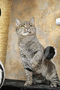 Young tabby cat portrait