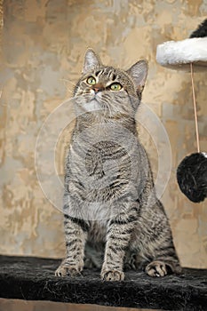 Young tabby cat portrait