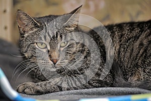Young tabby cat portrait