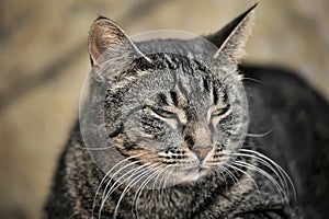 Young tabby cat portrait