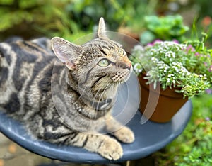 A young tabby cat relaxing in the garden looking up