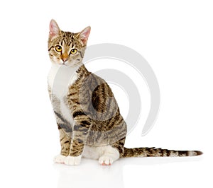 Young tabby cat. on white background
