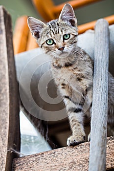 A young tabby feral cat looking at the camera from a pile of chairs