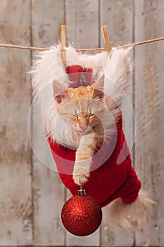 Young tabby kitten with ginger stripes sleeping in a santa hat hanging on rope