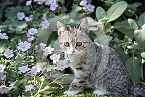 Young tabby kitten outside in a garden with foliage and flowers