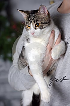 Young tabby with a white cat in the arms