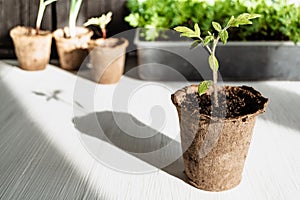 Young Tagetes plants in peat pot on wooden table. Spring work on growing seedlings for garden