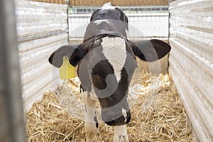 Young Tagged Calf Showing Cruelty photo