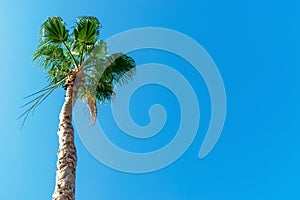 A young tall palm tree illuminated by the sun against the clear sky concept