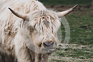 A young tan male highland cattle closeup