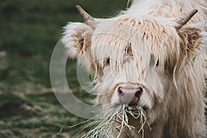 A young tan male highland cattle closeup while eating