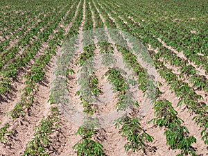 Young tapioca plants on a field in Thailand