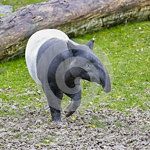 A young tapir walking