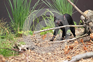 Young tasmanian devil