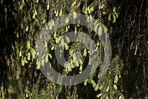 tassels of spruce are illuminated by the morning sun. Branches in the summer forest