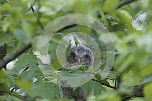 Young tawny owl Strix aluco hidden in leaves of a tree.