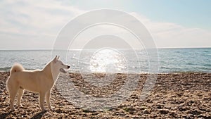 Young teacher runs with the adorable white shiba inu puppy on the beach slow motion