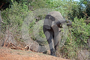 Young teen age African Elephant feeding in Kruger National Park in South Africa