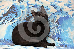 Young teen shorthair kitten on a blue background