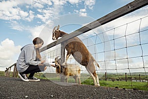 Young teenager girl feeding brown and white goat in open farm or zoo. Warm sunny day. Cute animal on green grass behind fence.
