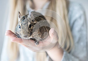 Young teenager girl holding small animal chilean common degu squirrel. Close-up portrait of the cute pet in kid`s palm.