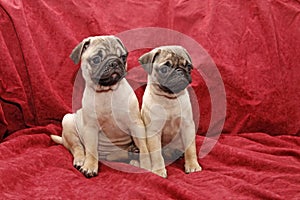 Young ten weeks old female pugs photo