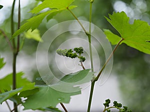 A young tender bunch of grapes grows on the vine