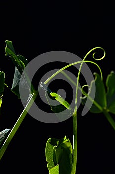 Young tendrils and leaves of spring plant of pea Pisum Sativum on dark background