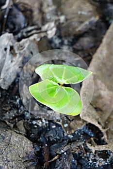 Young Terminalia catappa tree on the ground