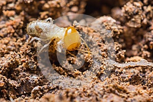 Young termite